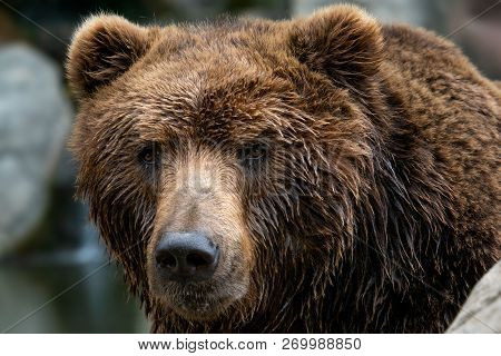 Front View Of Brown Bear. Portrait Of Kamchatka Bear (ursus Arctos Beringianus)