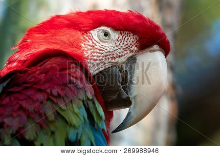 Big Red Parrot, Red And Green Macaw, Ara Chloroptera