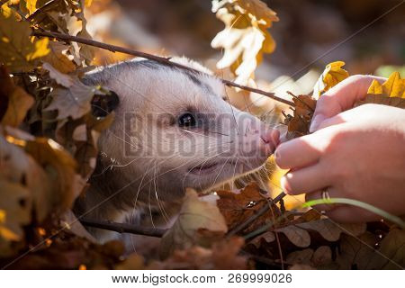 The Virginia Opossum, Didelphis Virginiana, In Autumn Park