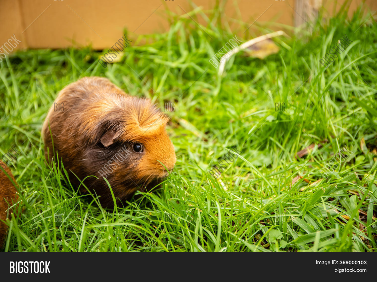 Guinea Pig On Grass Image & Photo (Free Trial) Bigstock