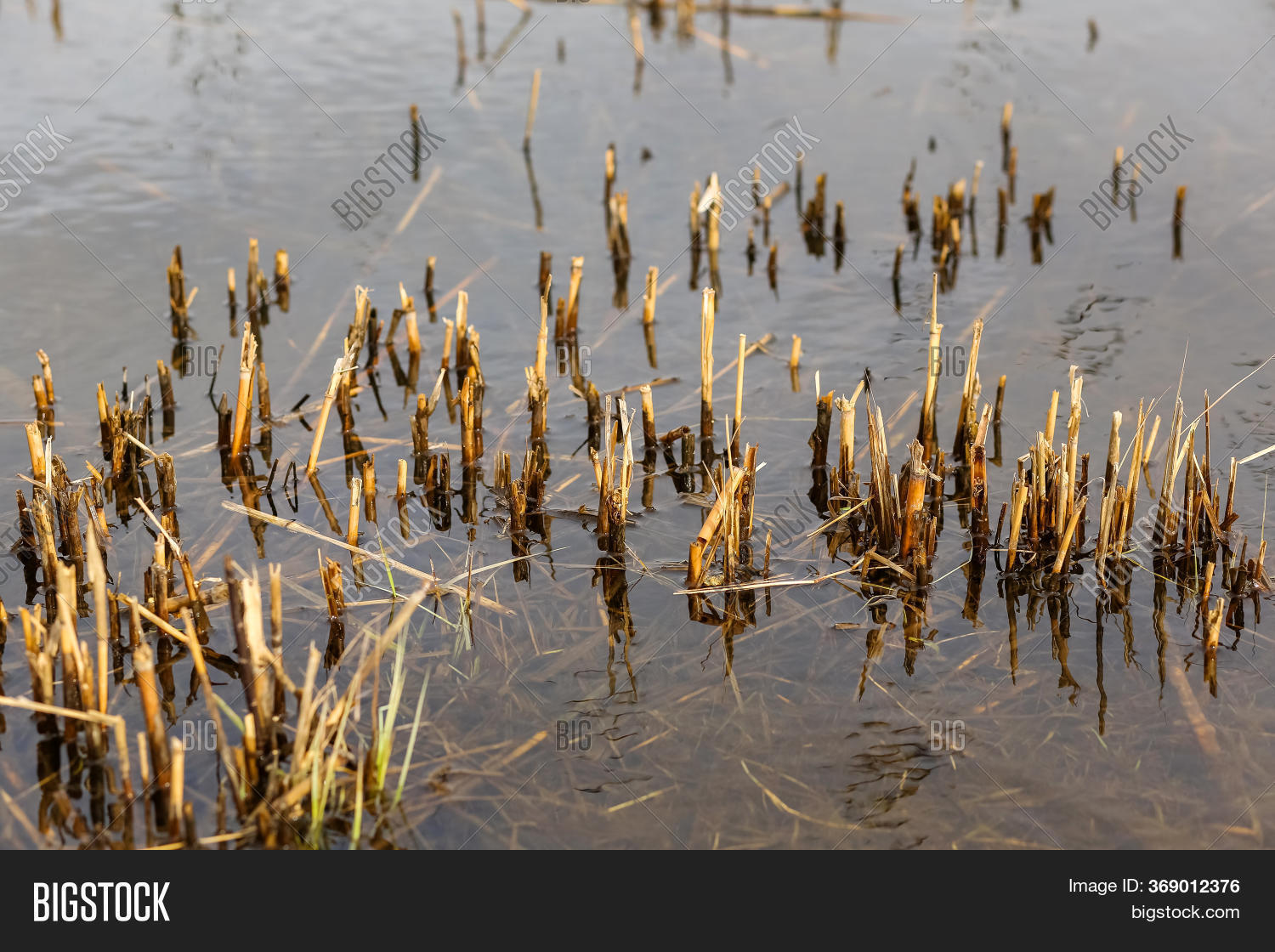 Close Plant, Reeds, Image & Photo (Free Trial) Bigstock