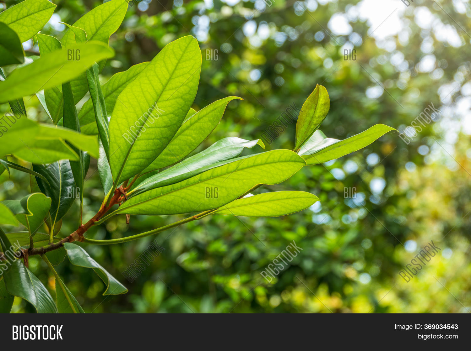 Fresh Magnolia Leaves Image & Photo (Free Trial) Bigstock