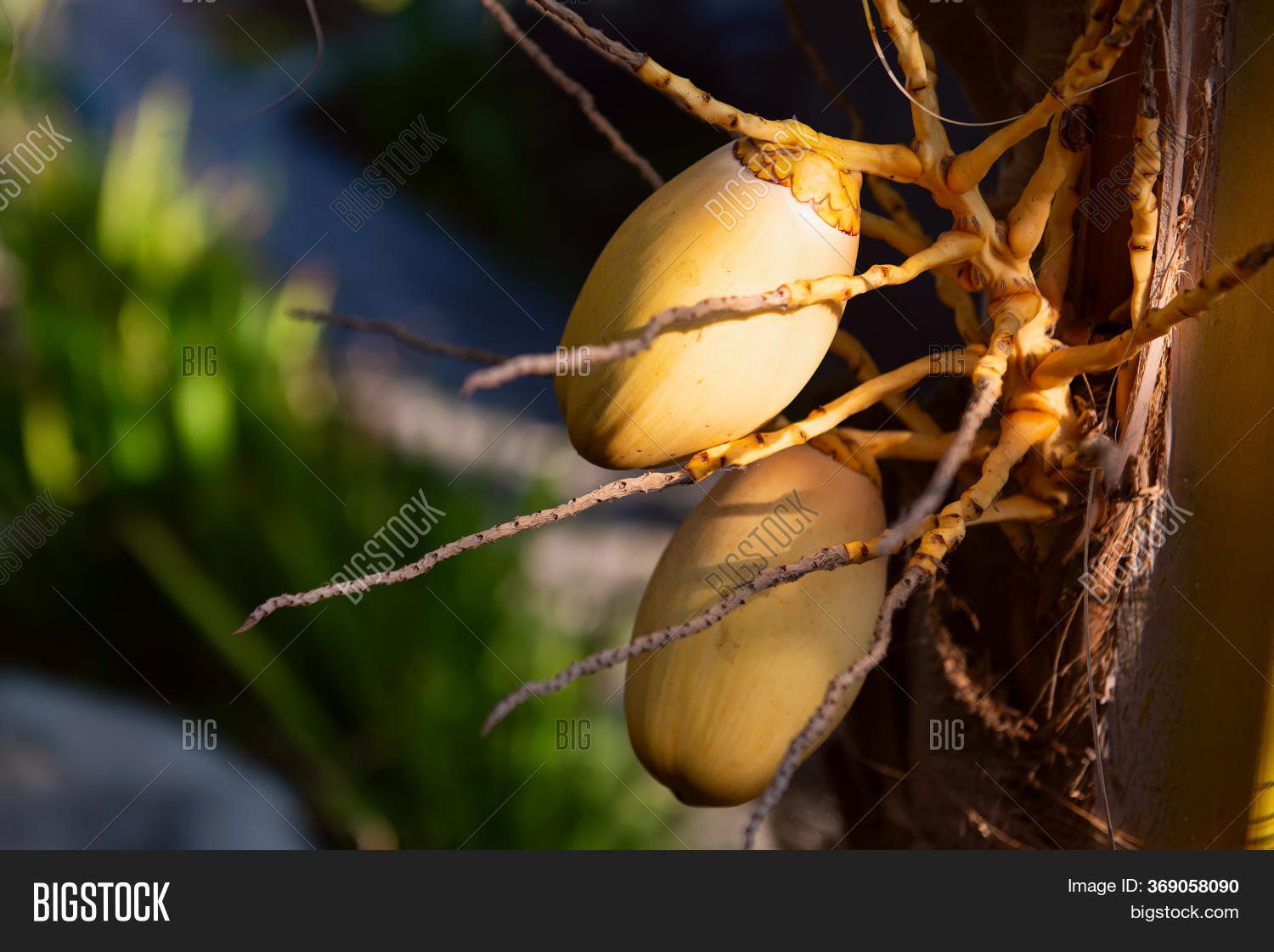 Young Yellow Coconut Image & Photo (Free Trial) Bigstock
