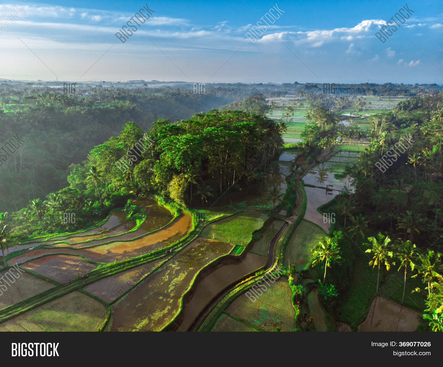 Flooded Fields Rice Image & Photo (Free Trial) | Bigstock