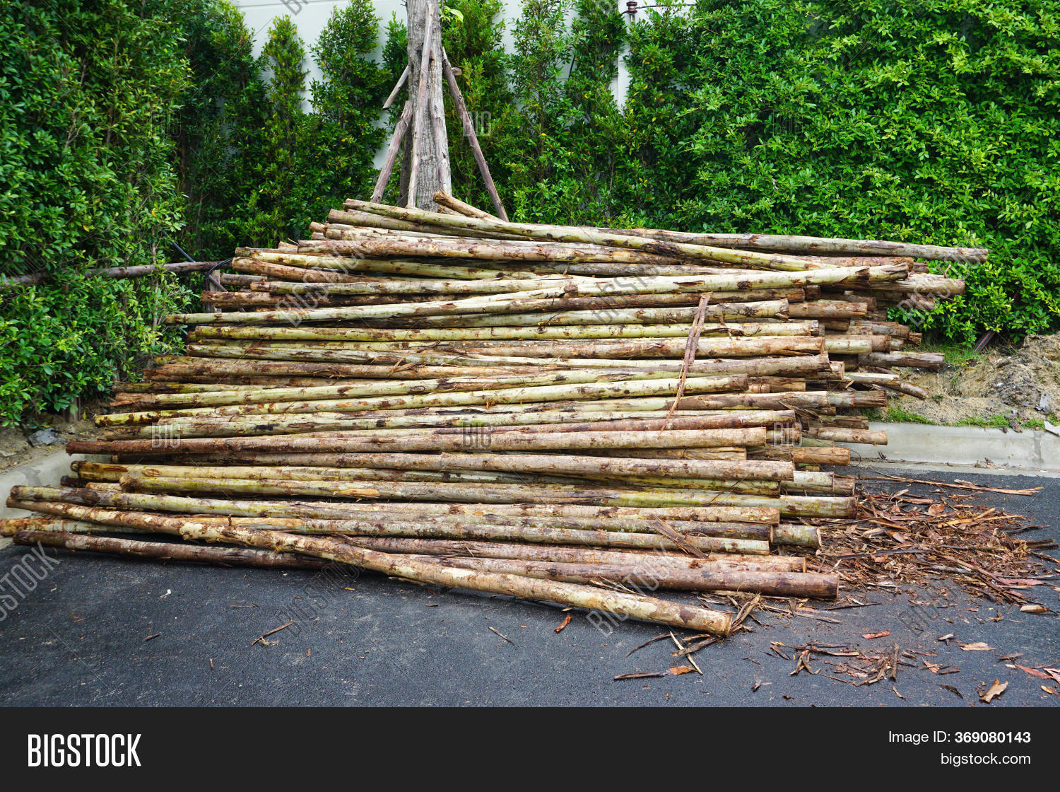 Eucalyptus Trees Cut Image & Photo (Free Trial) Bigstock