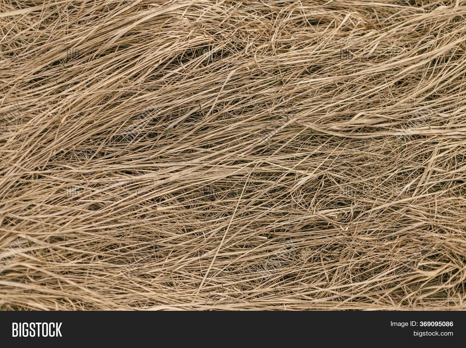 Dry Grass Straw Close Image & Photo (Free Trial) Bigstock