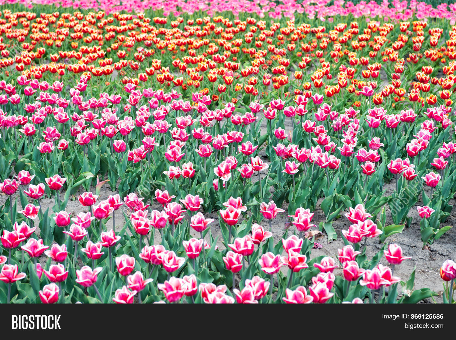 Spring Everywhere. Image & Photo (Free Trial) | Bigstock