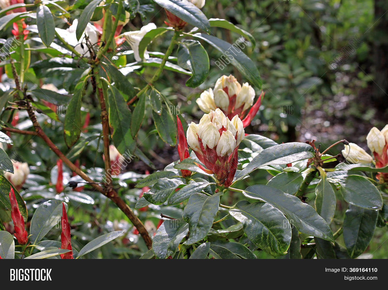 Rhododendron Spring. Image & Photo (Free Trial) | Bigstock