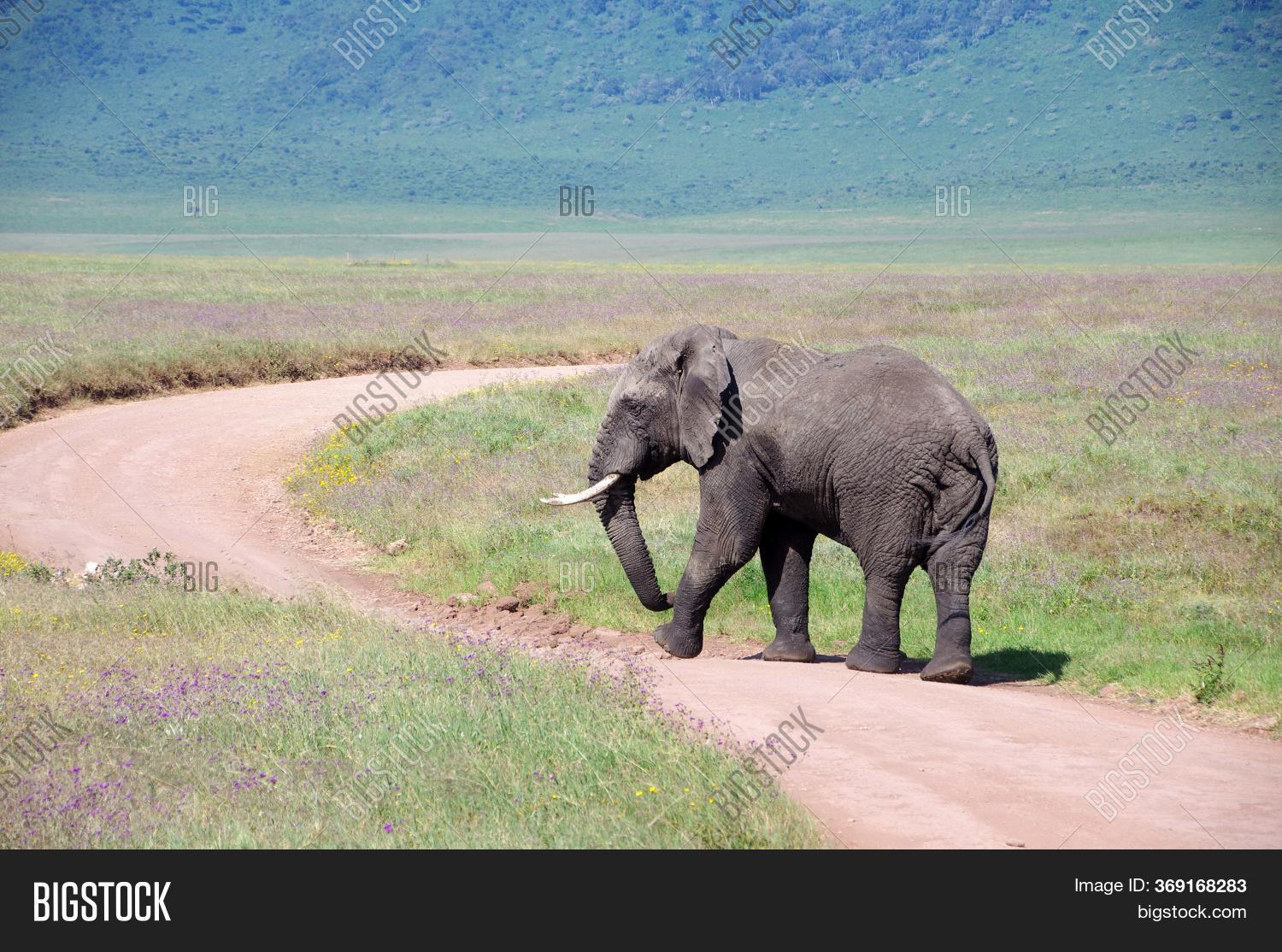 Elephant Ngorongoro Image Photo Free Trial Bigstock