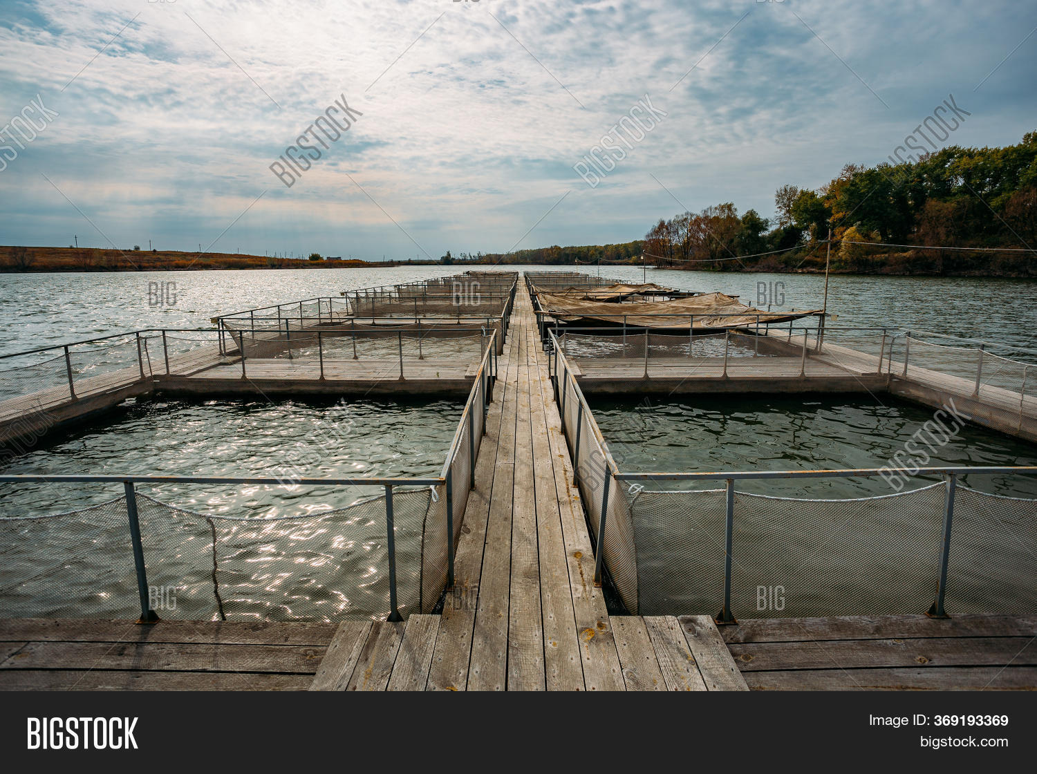 Cages Sturgeon Fish Image & Photo (Free Trial) Bigstock