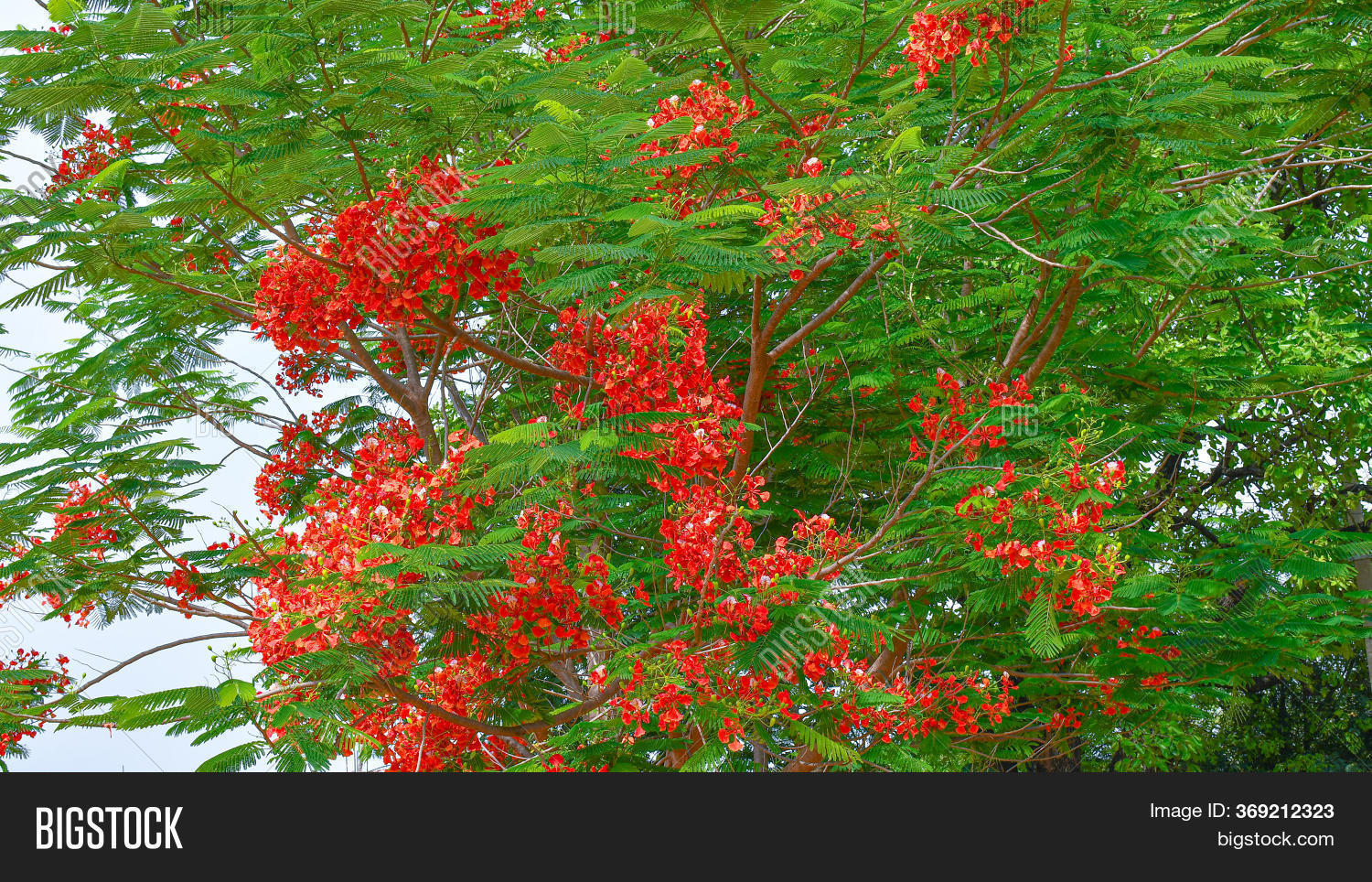 Gold Mohur Krishna Image & Photo (Free Trial) Bigstock