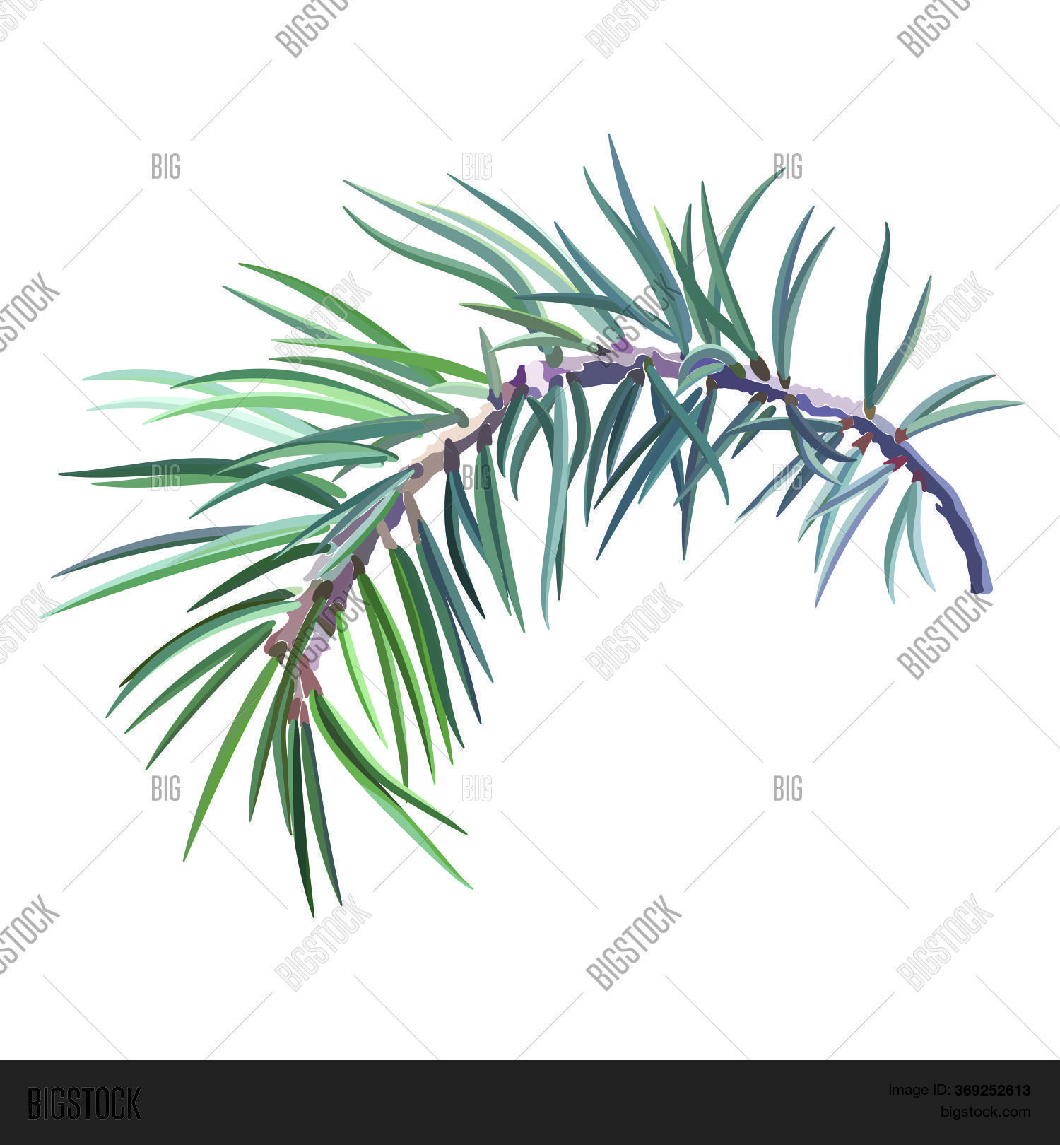 Sprig Spruce. Fir Vector & Photo (Free Trial) Bigstock