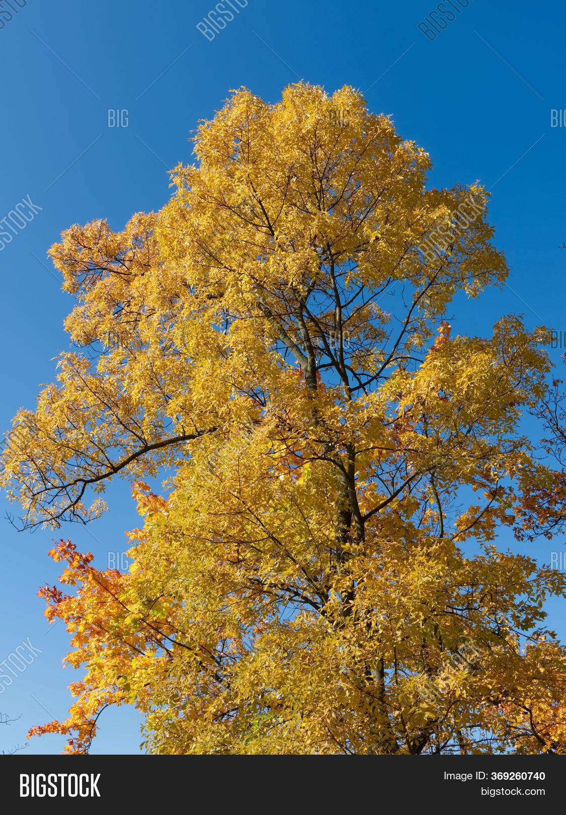 Yellow Maple Against Image & Photo (Free Trial) Bigstock