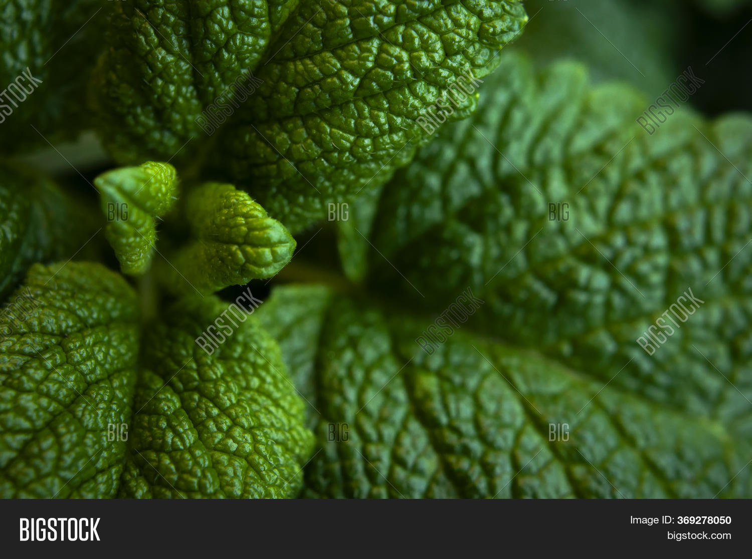 Green Fresh Leaves Image & Photo (Free Trial) Bigstock