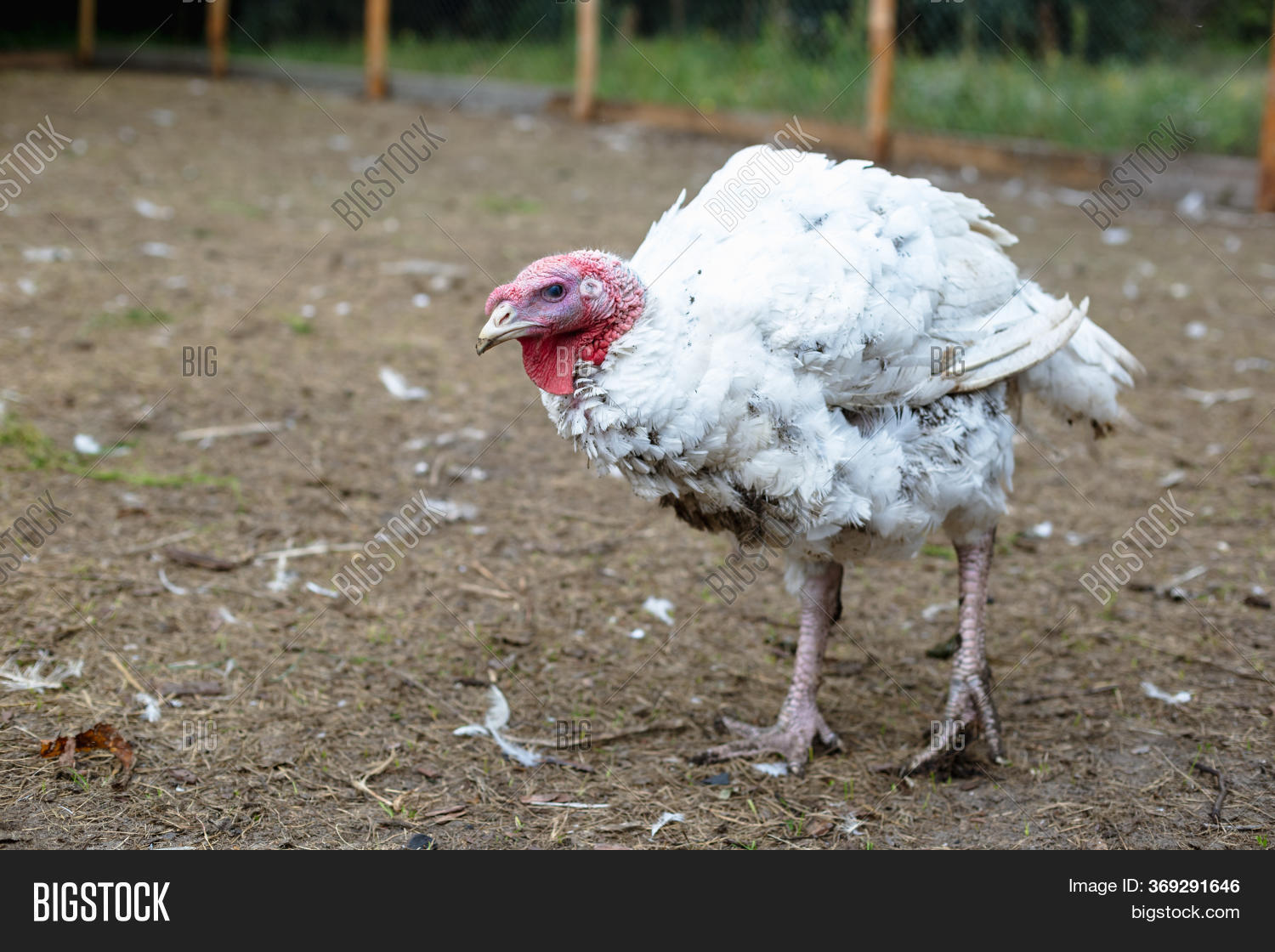 Turkey On Farm , Image & Photo (Free Trial) Bigstock