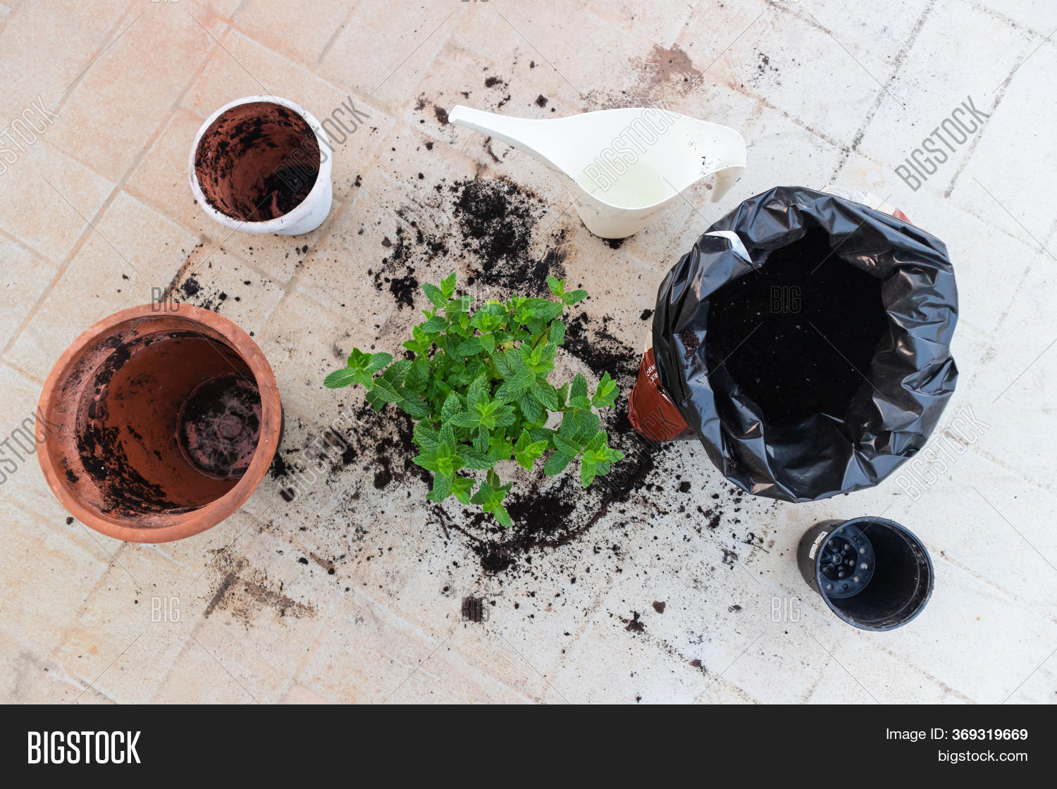 Tools Repotting Mint Image & Photo (Free Trial) Bigstock