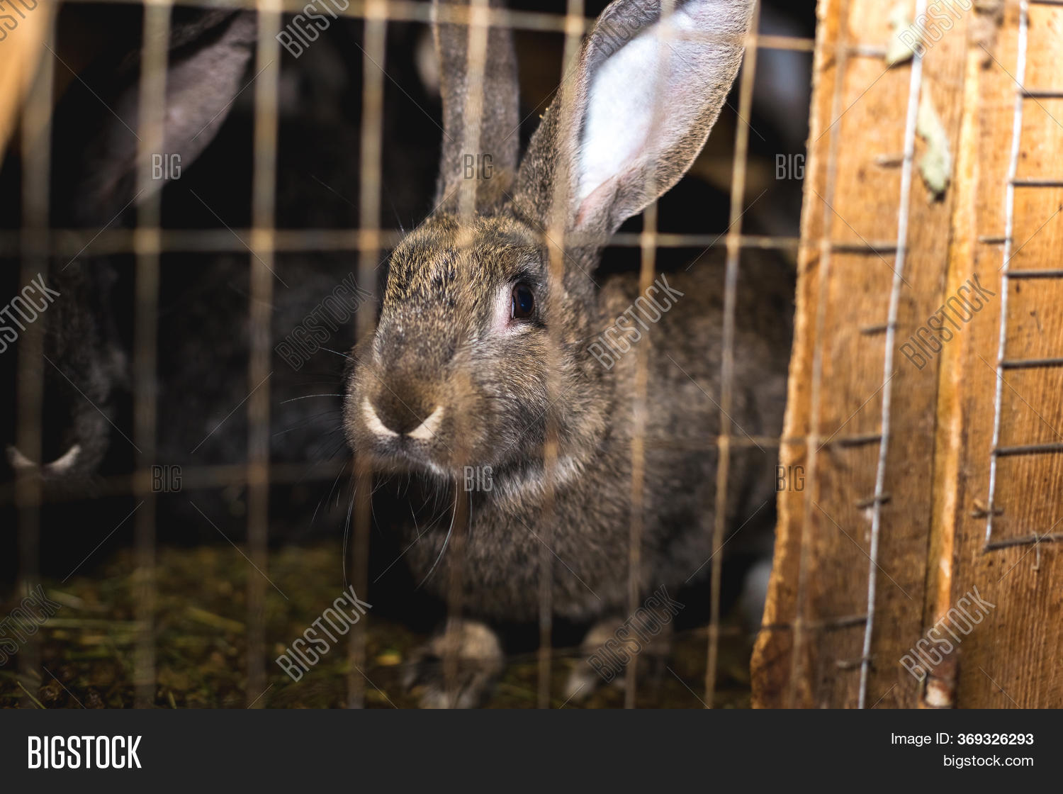 Breeding Rabbits. Image & Photo (Free Trial) Bigstock