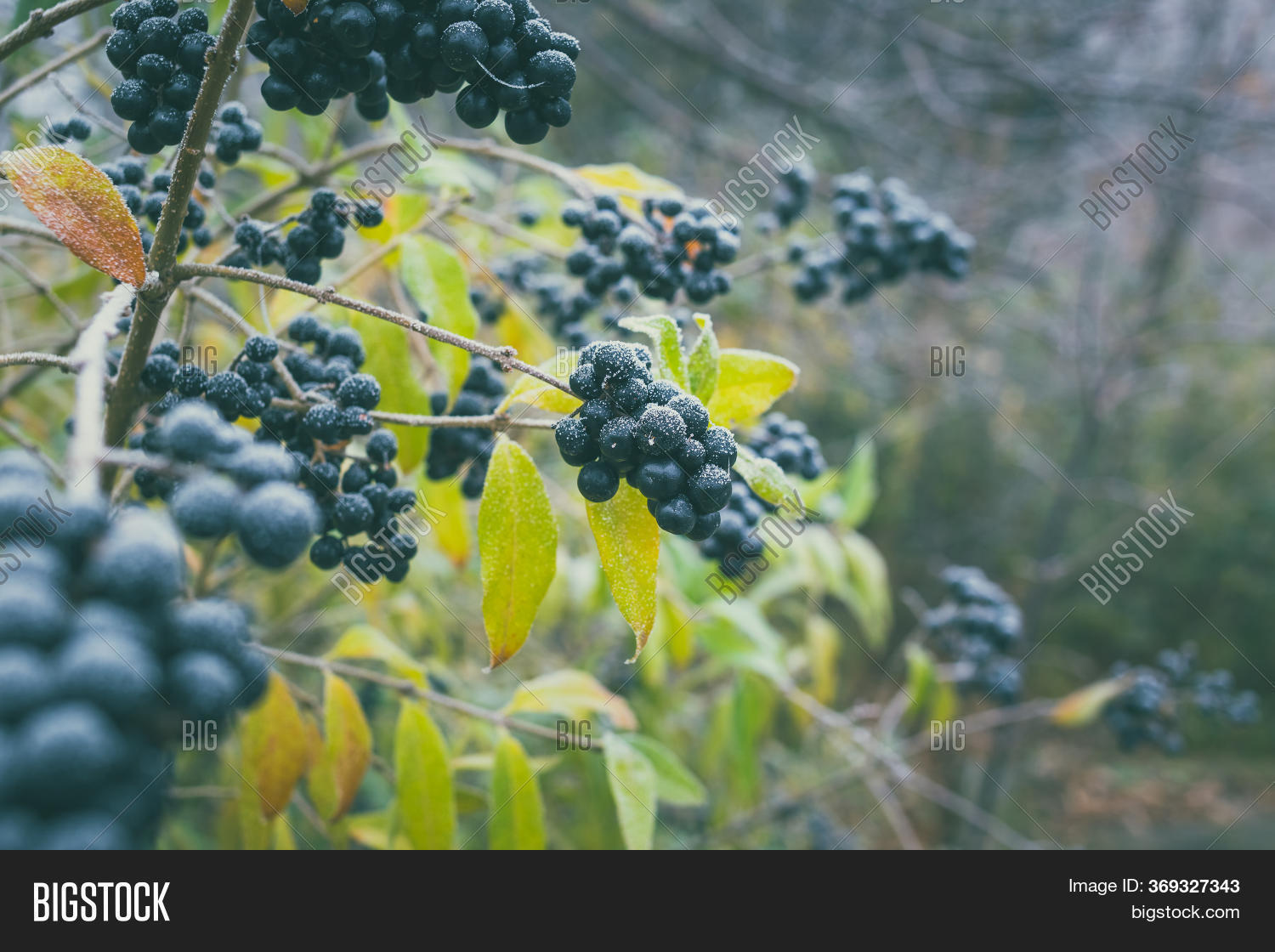 Gu Poison Poisonous Black Image & Photo (Free Trial) | Bigstock