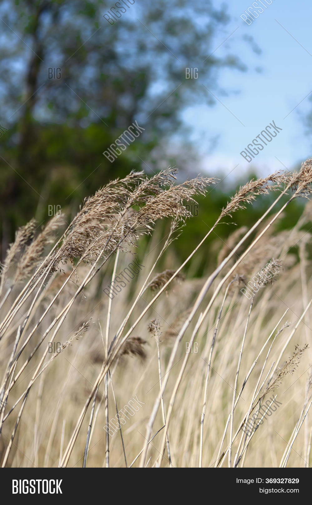 Long Tall Dry Wild Image & Photo (Free Trial) Bigstock