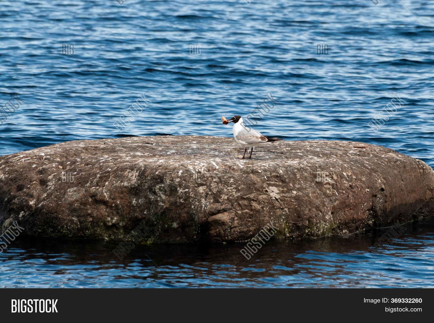 Seagull Piece Bread Image & Photo (Free Trial) Bigstock