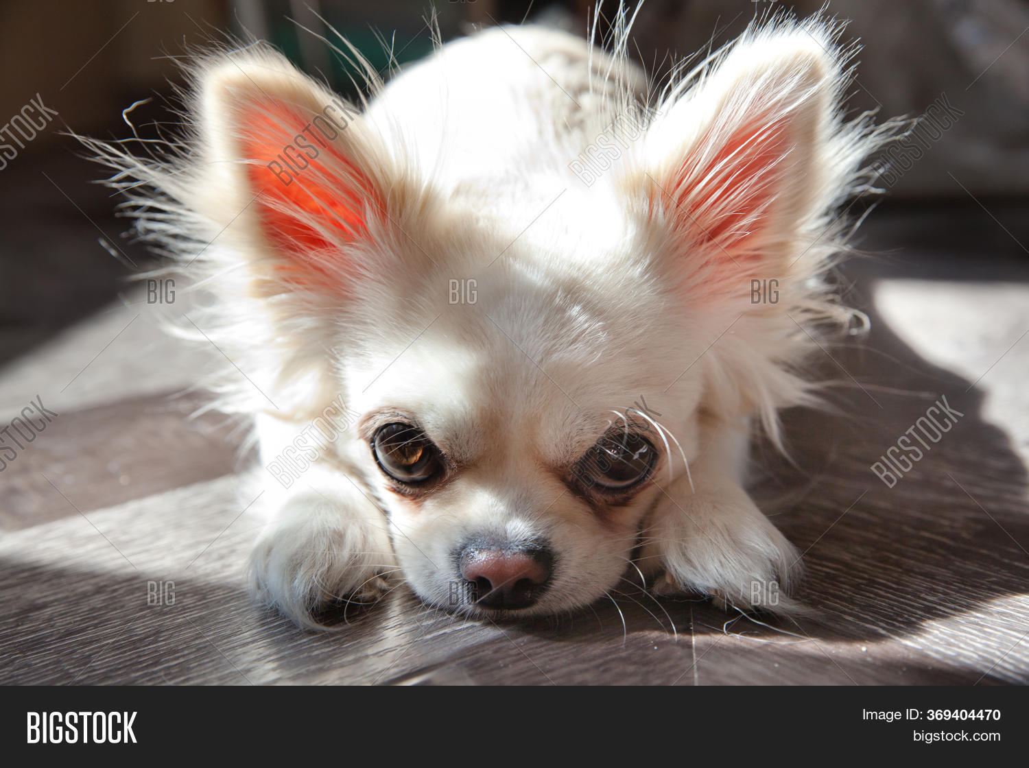 bored chihuahua