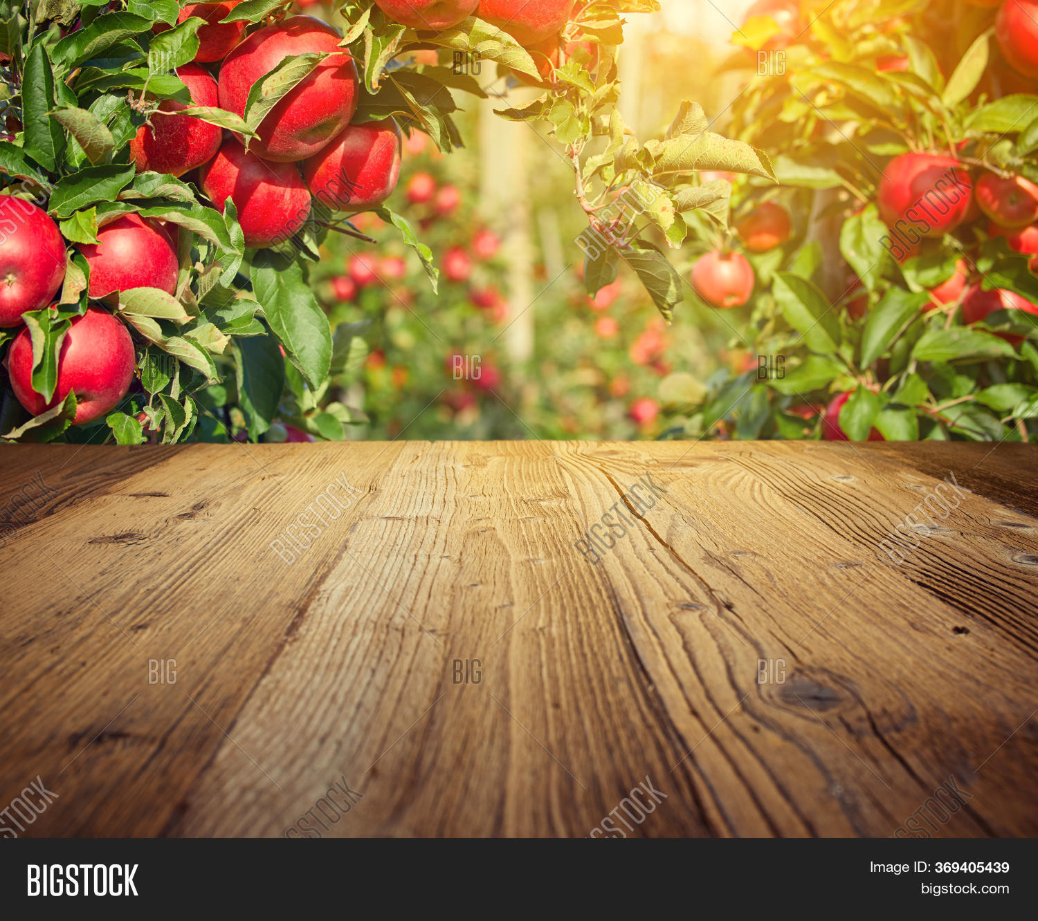 Autumn Apple Orchard. Image & Photo (Free Trial) Bigstock