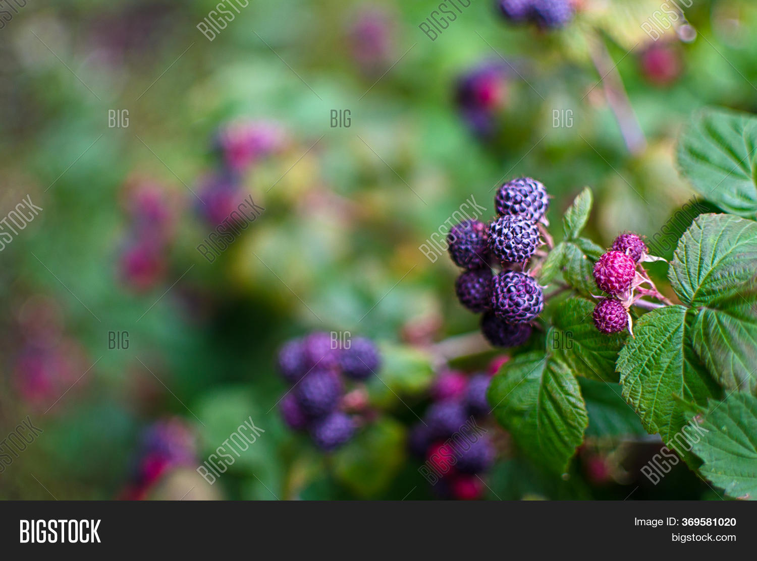 Raspberry Shrub 12 M Image & Photo (Free Trial) Bigstock