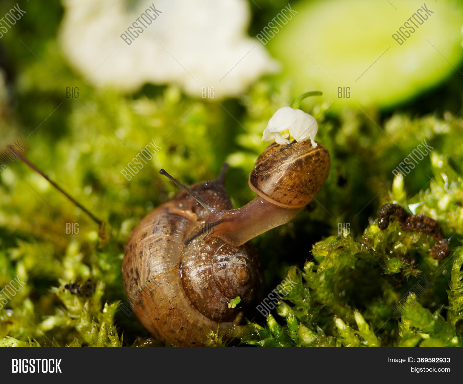 Two Snails Flower Lily Image & Photo (Free Trial) Bigstock