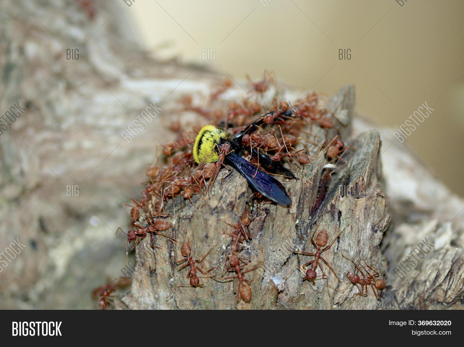 Many Ants Dragging Image & Photo (Free Trial) Bigstock