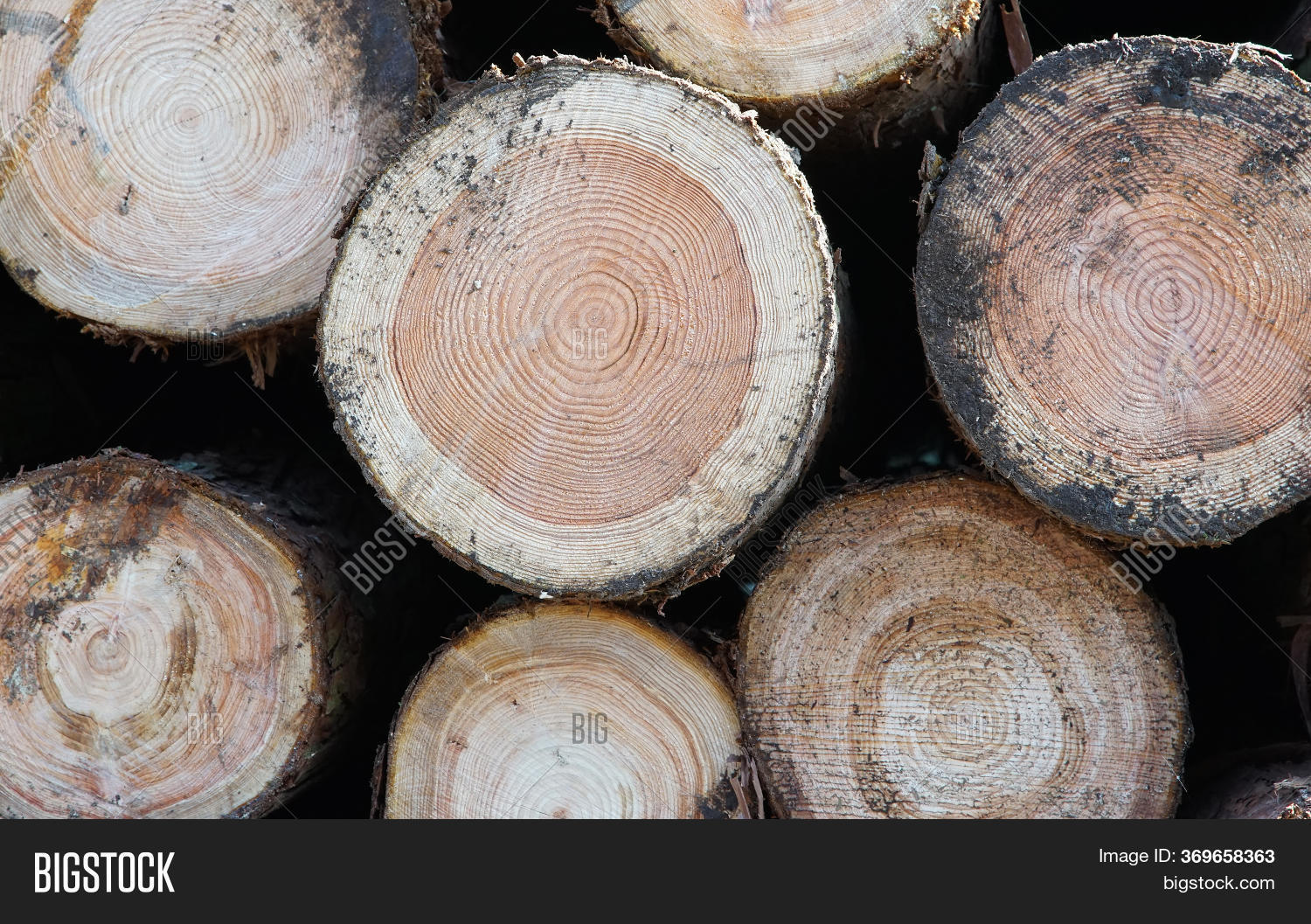 Section Many Logs Image & Photo (Free Trial) Bigstock