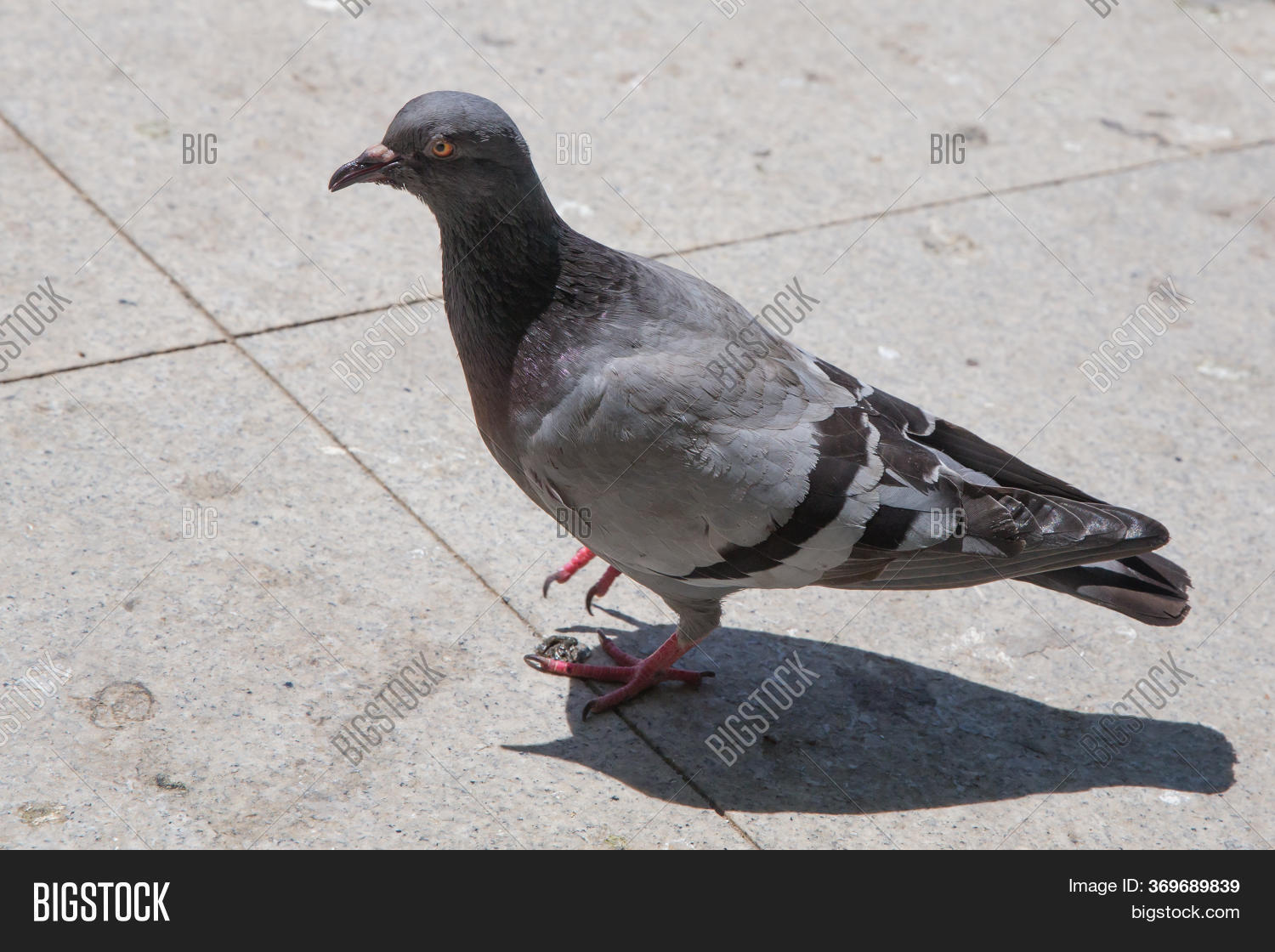 Pigeon Walking On Image & Photo (Free Trial) Bigstock