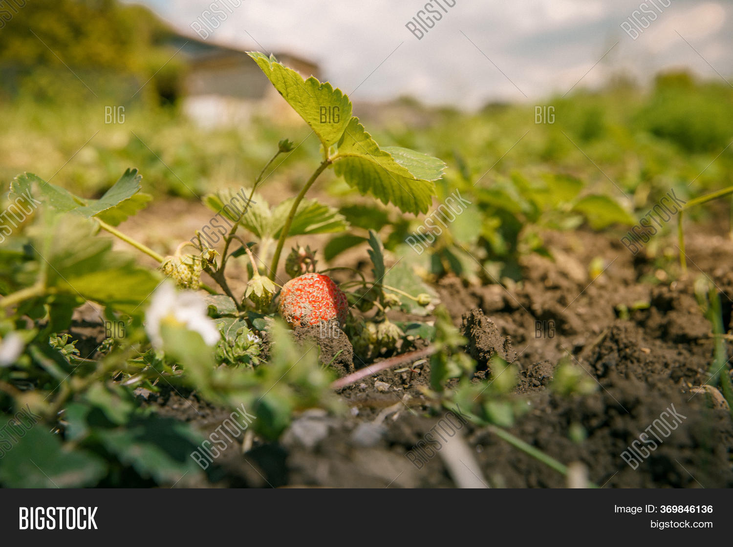 Strawberries Ripening Image & Photo (Free Trial) Bigstock