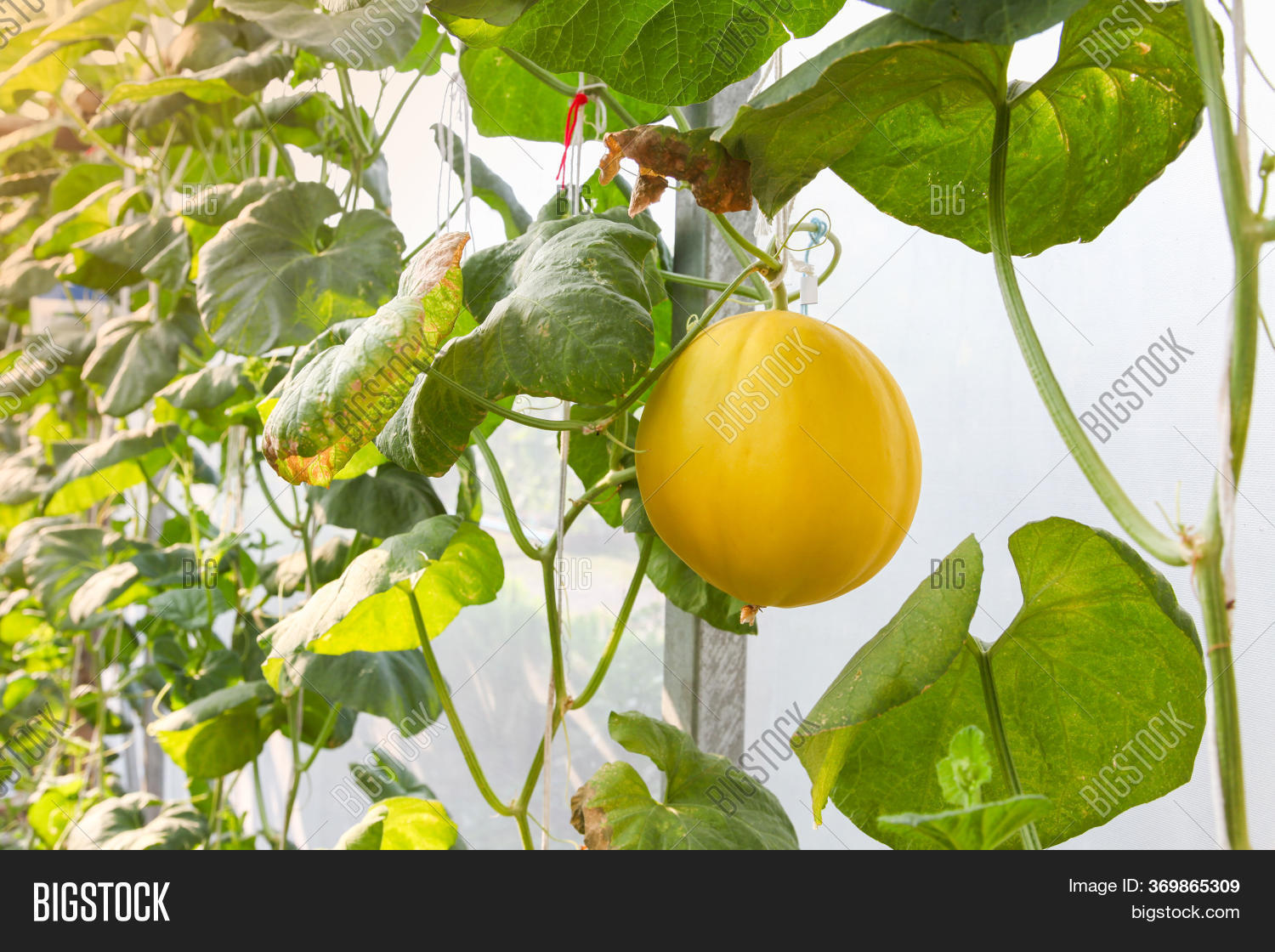 Close Sun Lady Melon Image & Photo (Free Trial) Bigstock