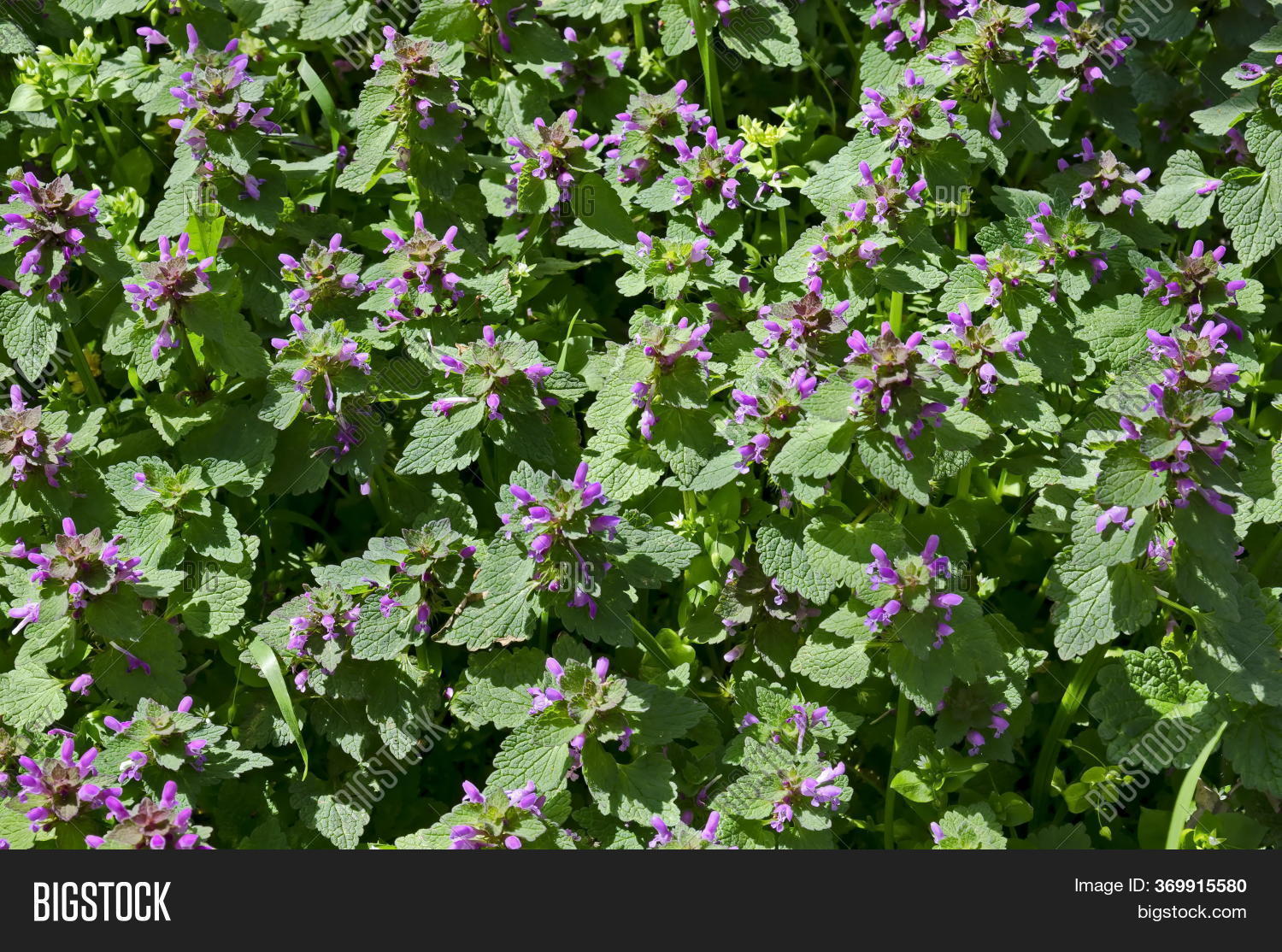 Purple Deadnettle, Image & Photo (Free Trial) | Bigstock