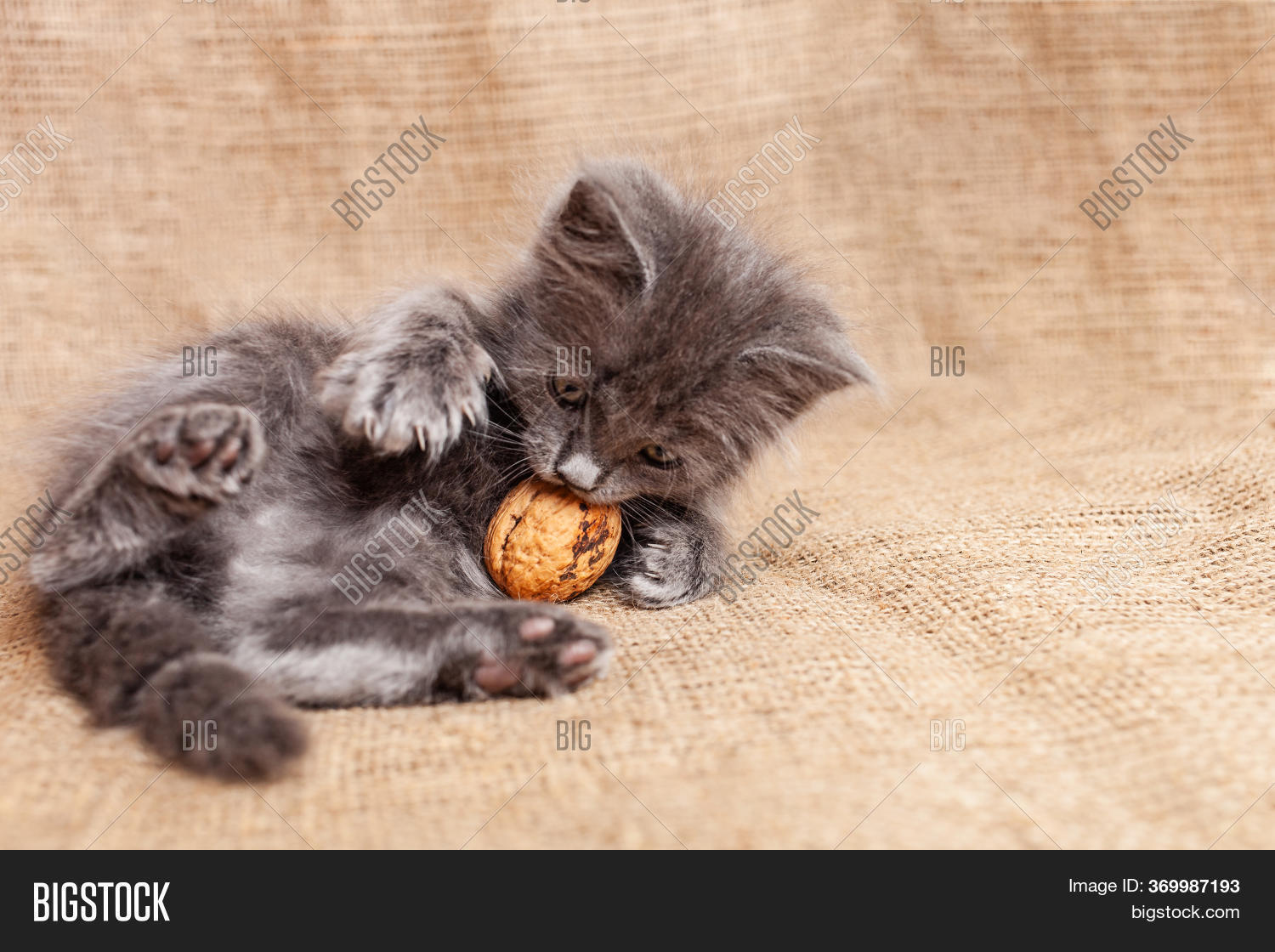 Kitten Played Nut, Image & Photo (Free Trial) Bigstock