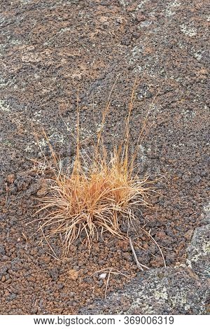 Grasses Slowly Reclaiming The Land From The Lava In El Malpais National Monument In New Mexico