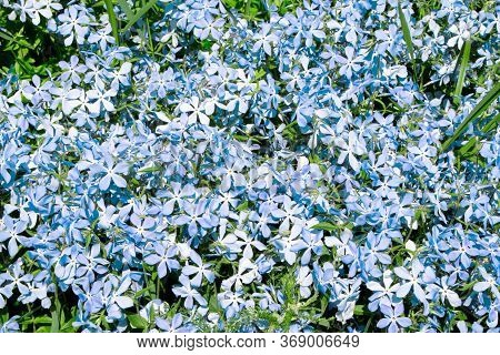 Spring Flowers. Garden Divaricata Phiox. Blooming Blue Phlox. Beautiful Flowers In Spring