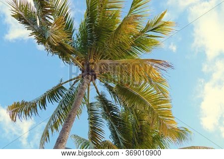 Coconut Palm Trees Bottom View. Green Palm Tree On Blue Sky Background. View Of Palm Trees Against S