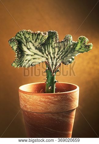 Euphorbia lactea in the pot. Grafted Coral Cactus.