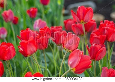 Beautiful Bright Red Tulips In The Photo With A Blurred Background And Soft Focus Trick For Greeting