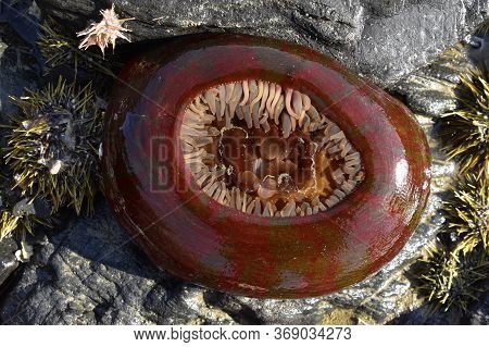 A Painted Anemone (urticina Crassicornis) Holds A Still Pool Of Water While Surrounded By Sea Urchin