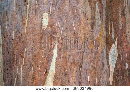 Eucalyptus Bark Texture. Seamless Tree Bark Background. Brown Texture Of The Old Tree.