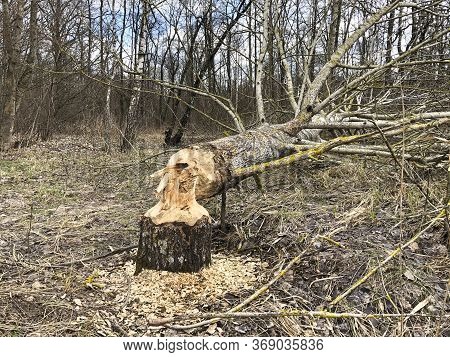 Tree Gnawed By Beavers Near The River. Close Up
