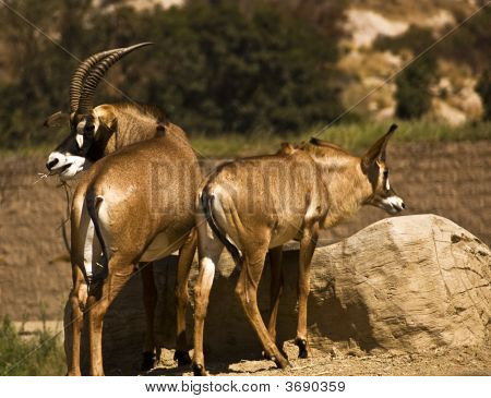 Roan Antelope