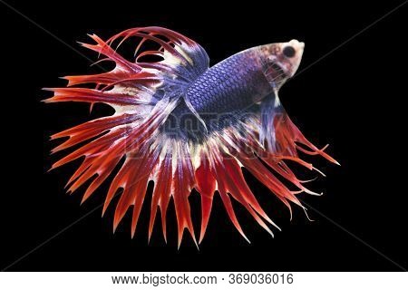 Betta Thai Flag Crow Tail Halfmoon Male Cthm Or Plakat Fighting Fish Splendens In Black Backgrounder