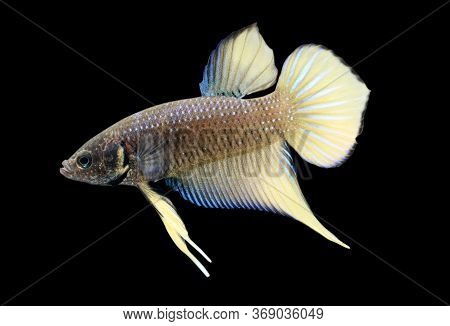 Betta Wild Yellow Smaragdina Ladiges Male Or Plakat Fighting Fish Splendens In Black Backgrounder.