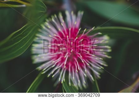 Native Australian Pin-cushion Hakea Plant Outdoor In Sunny Backyard