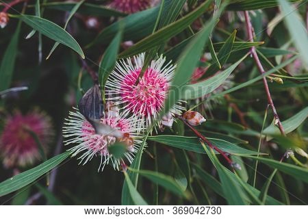 Native Australian Pin-cushion Hakea Plant Outdoor In Sunny Backyard