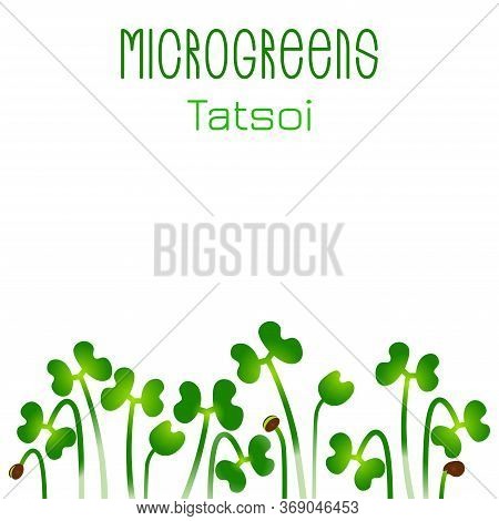 Microgreens Tatsoi. Seed Packaging Design. Sprouting Seeds Of A Plant