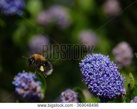 Tree Bumblebee (bombus Hypnorum) In Flight Amongst Spring Flowers